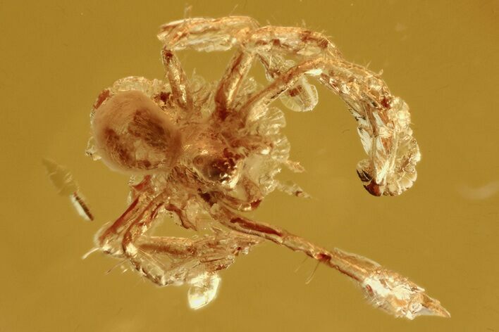 Detailed Fossil Spider and Biting Midge in Baltic Amber #273283